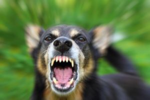 rasende hund