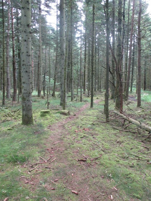 forståelse